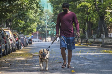 Pet Care & Dog Walking